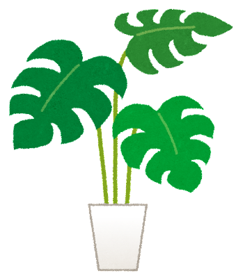 今週のTOPIC『お部屋に緑のワンポイント-観葉植物のすすめ-』